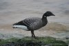 Dark-bellied Brent Goose at Westcliff Seafront (Steve Arlow) (86369 bytes) Dark-bellied Brent Goose at Westcliff Seafront (Steve Arlow) (86369 bytes)